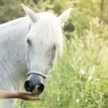 Beautiful Blond Girl Feeding carrots to her white horse