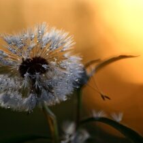 Pissenlit pour Pacifier ses blessures d'âme
