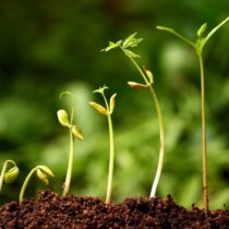 se réinventer, se reconstruire après crise par Isabelle Raby psy et chamane